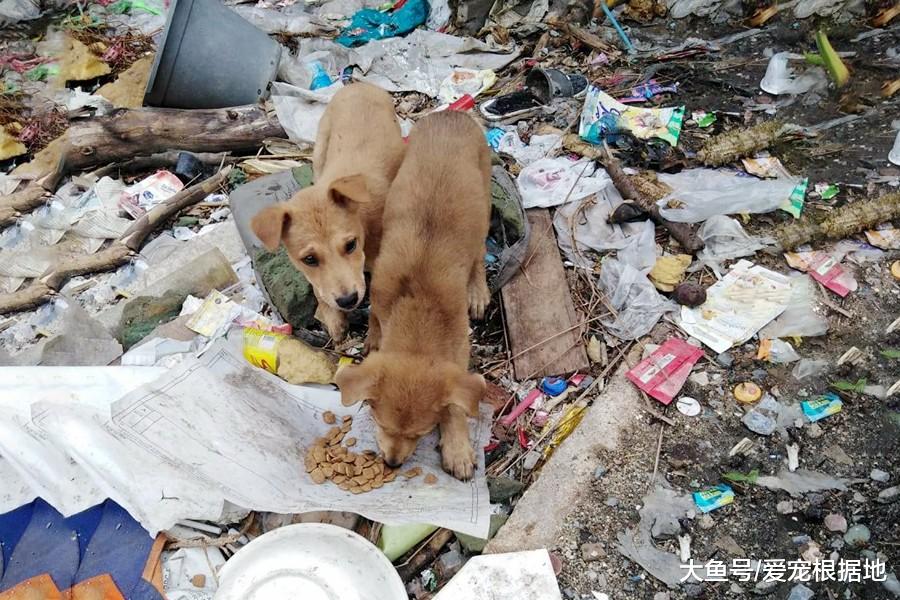 家中狗粮无故消失，“小偷”竟是儿子，母亲得知真相后感动不已