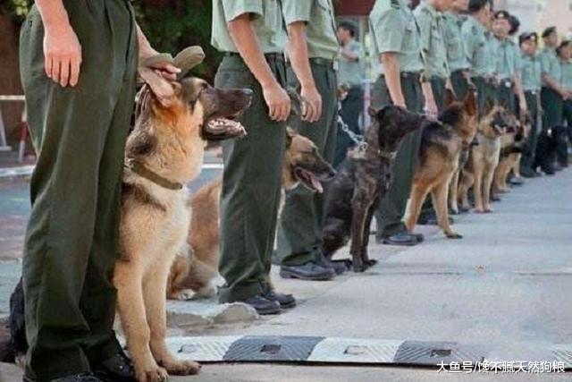 7大猎犬排行榜，马犬仅排第三，第一名众望所归