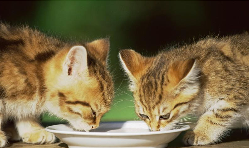 主子抱怨猫咪爱打架 猫: 是你的“教育”方式有问题!