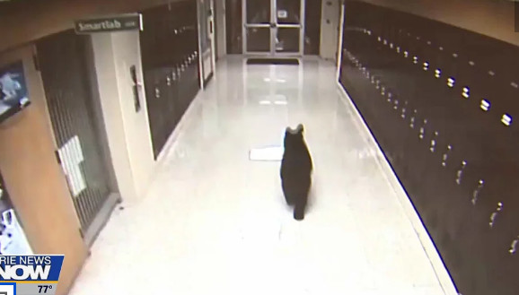 校长：我们学校是学习和成长的好地方，为了学习连熊都砸门而入了