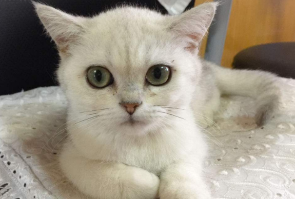 大部分养猫都是品种猫，因为品种更加亲近，那你知道是为什么吗？