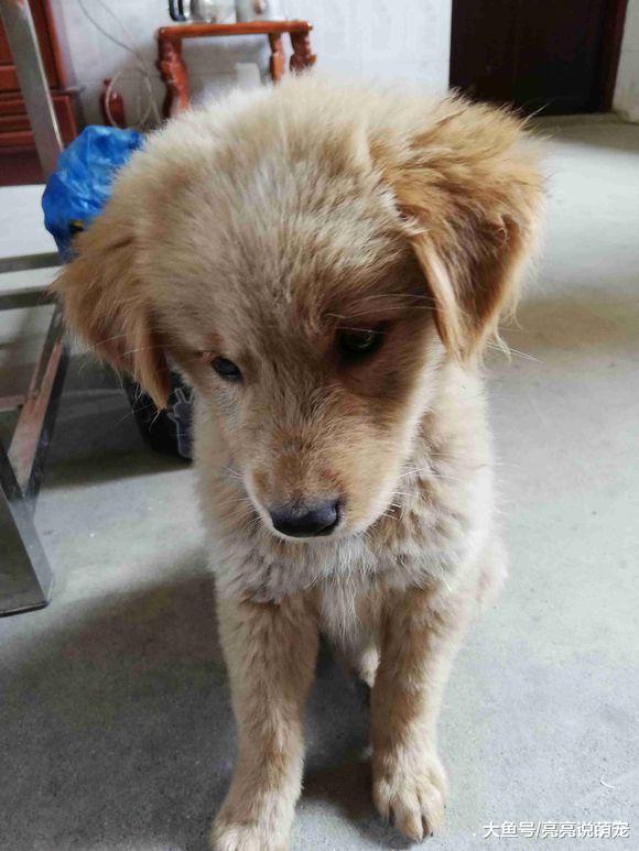 金毛长得不好看？那是因为没有加滤镜，拍照必须P图