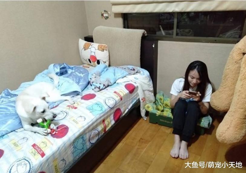 主人帶新狗窩回家，小白汪卻跳上床樂歪：不用跟我擠了