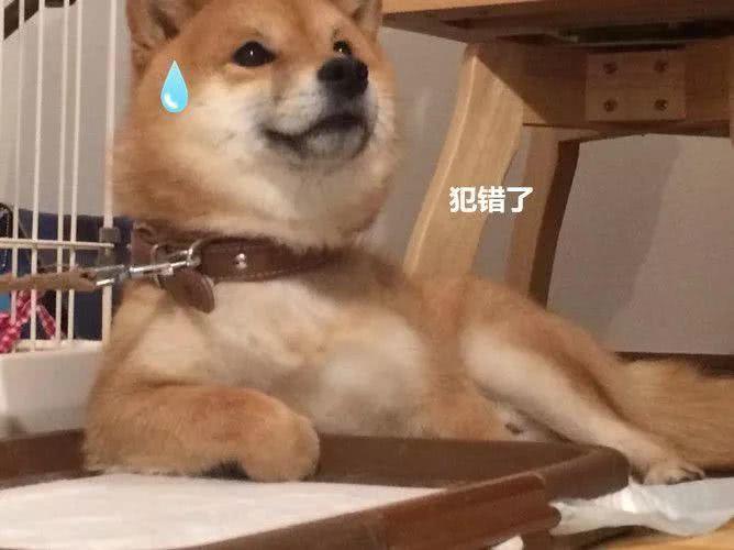 男子沉迷训狗，柴犬的表情却渐渐魔性，你是表情包成精吗？