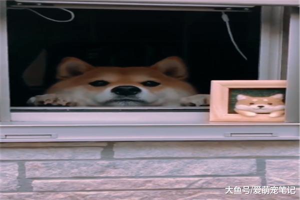 网友捕捉到一只被迫营业的柴犬，真是穷人家的狗子早当家，萌化了