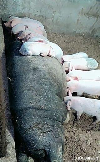 母猪给小猪喂奶时，大妈发现少了三头，来到院子一看直接笑喷了！