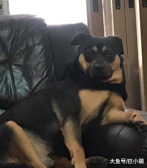 狗狗在爸妈家住一年，一天3餐加宵夜，主人：低估爸妈的养猪能力