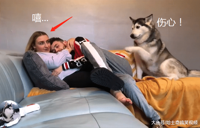 主人跟妻子秀恩爱，二哈却以为自己被抛弃，表情让人很心疼