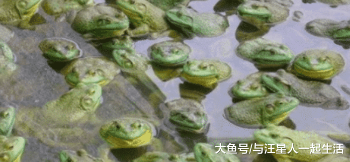 比小龙虾还“丢脸”的入侵物种，因太好吃被吃到濒临灭绝，只能人工养殖！