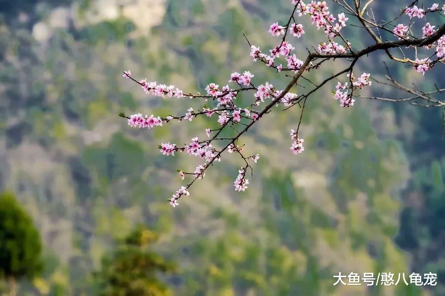 愛上尋花的人，心中都住著迤邐的夢