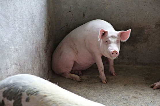 男孩学纹身被父亲拒绝，无奈拿家猪做实验，看到结果时父亲傻了眼！