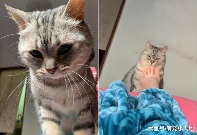 萌喵闹钟叫醒妈却被臭脚攻击, 眼神死嫌弃: 咸鱼走开