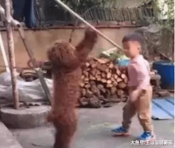 熊孩子殴打泰迪，反被打哭，还好家长明辨是非！