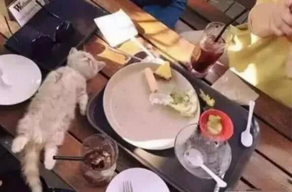 小猫跑到餐桌上边吃边睡像死了一样，结果竟被主人这样对待