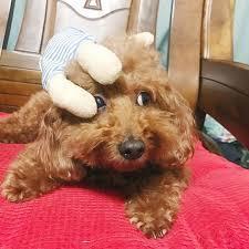 現在家庭養泰迪犬越來越多，好處也很多，但是這＂5種＂人勸你別養