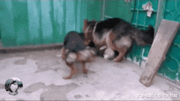 二哈欺负小德牧, 结果被狗妈看到, 最后被“母子俩”打趴了