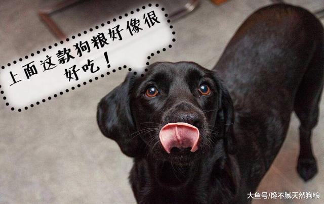 为什么说养拉布拉多犬, 要挑黑色的, 这5点确实让人着迷!