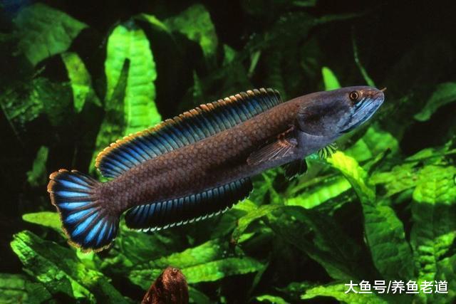 为什么我写观赏鱼文章，能够坚持到现在？这其中有个感人的故事