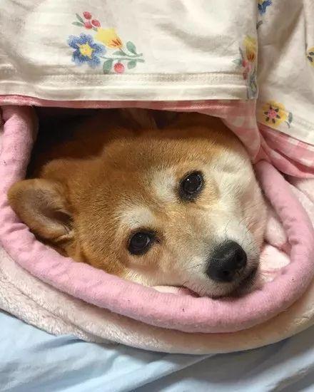 柴犬去醫院打針，表面上很堅強，回家后開始可憐巴巴的...