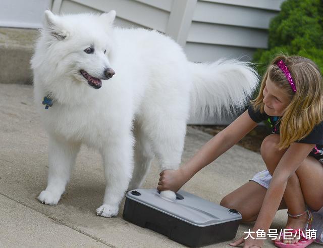 狗狗出门后脚变得肮脏怎么办？训犬师教你如何清理狗狗的小泥脚