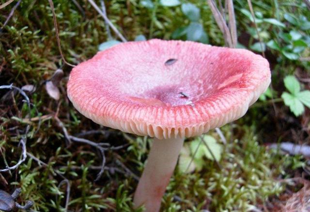 有哪些蔬菜狗狗是不能吃的? 以下4种蔬菜绝不能给狗狗吃, 谨记!