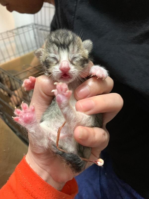 猫咪成为货车司机跟班，坐玻璃窗前看风景，连出门都是藏在挎包中