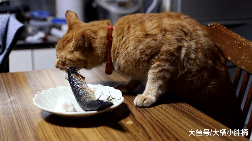 橘猫面前摆着一条煎鱼，铲屎官再三嘱咐别碰，它的反应真是萌翻了