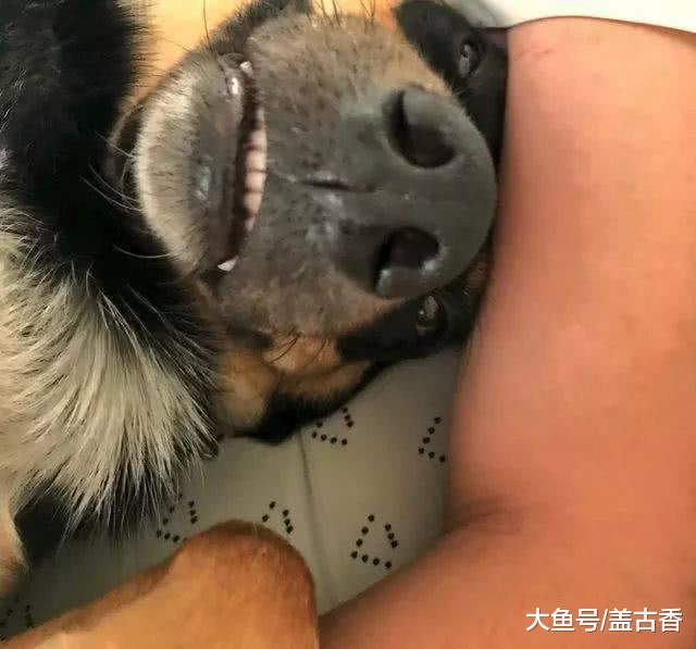 狗狗突然咳嗽，医生却说很健康，主人得知原因后羞愧不已