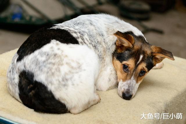 狗狗呕吐是正常状态？也许狗狗正在忍受胃炎的痛苦