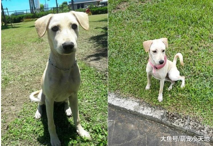 儿子运动服破大洞！妈妈才刚举起，凶手汪就心虚的躲桌下偷看