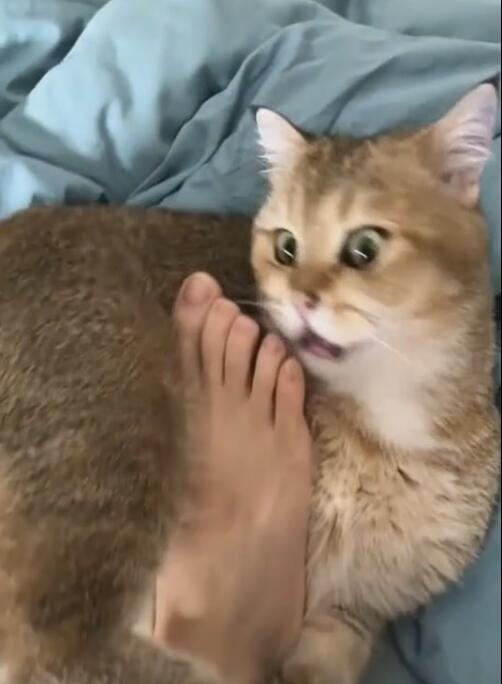 主子舔猫奴的脚, 被臭气熏的怀疑人生, 迅速逃离现场