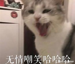 主人刚买了鱼缸，猫咪立马冲上去，还没来得及阻止就发生意外