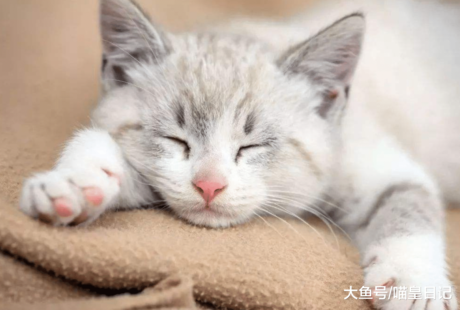 喵星人絕育的三個誤區，鏟屎官們快來看看你是不是也苦惱過？