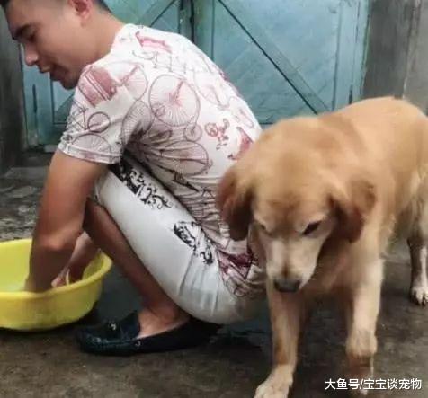 主人洗了自己的小被子，无法睡觉的金毛决定报复，表情笑翻了