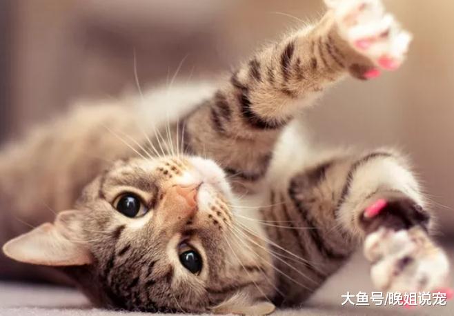 ?冬季养猫一定要注意, 容易这几种病症, 要不然可能会有大麻烦的