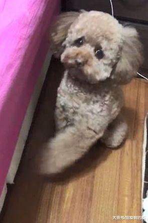 球滚床下了，贵宾竟用爪子给主人指位置捡球...成精了?