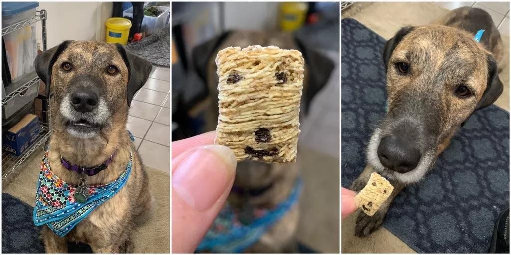 主人为狗狗做创意换脸手术爆红，各路网友纷纷加入挑战！