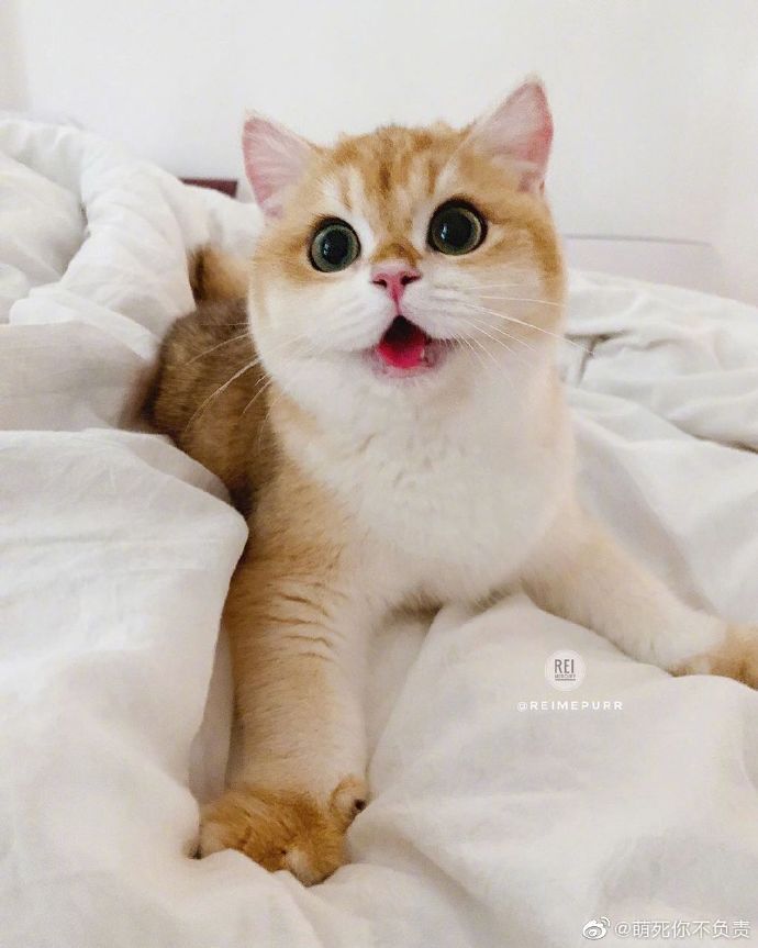 一只镜头感超强的小猫咪，很爱拍照嘞