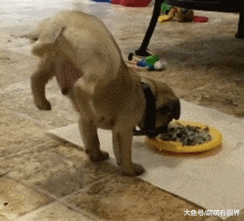 神技能！小奶狗专属特技，吃饭时要把性感俏屁撅上天，画面萌出鼻血