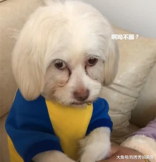 带狗狗去做柔顺，看到成品后主人忍不住了：这叫谁受得了？