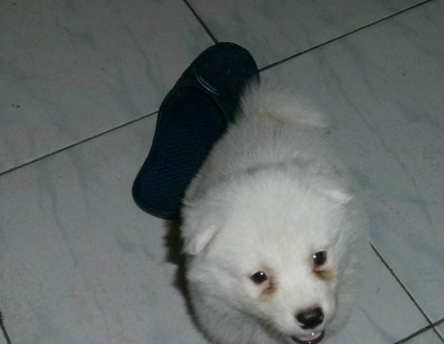 狗狗出现泪痕，多半是主人做了这5件事，自查一下吧