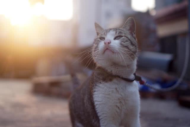 致铲屎官: 如何教育猫咪? 可以打它们, 但一定要用对方法!