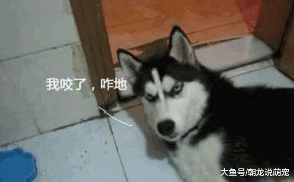 狗狗咬死邻居家母鸡，主人报警讨回公道，不料二哈到警局却是这待遇