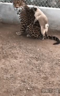 其实，动物也害怕那些技术渣的人拍的全景照片