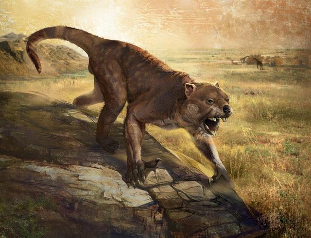 为何亚洲狮剩13头就亟需保护，而几只兔子却能在澳洲泛滥成灾？