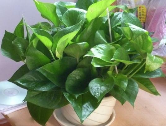 冬天植物不耐寒快冻死了，教你一个补救小秘诀，保证能让它们重生