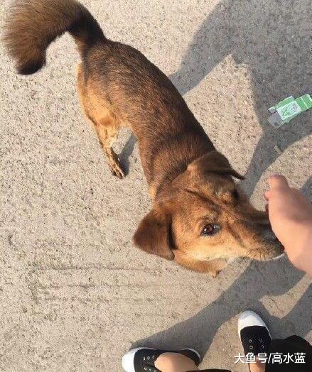 搬家狗狗的安置成了问题 狗狗舔了舔宠主手心 然后消失了