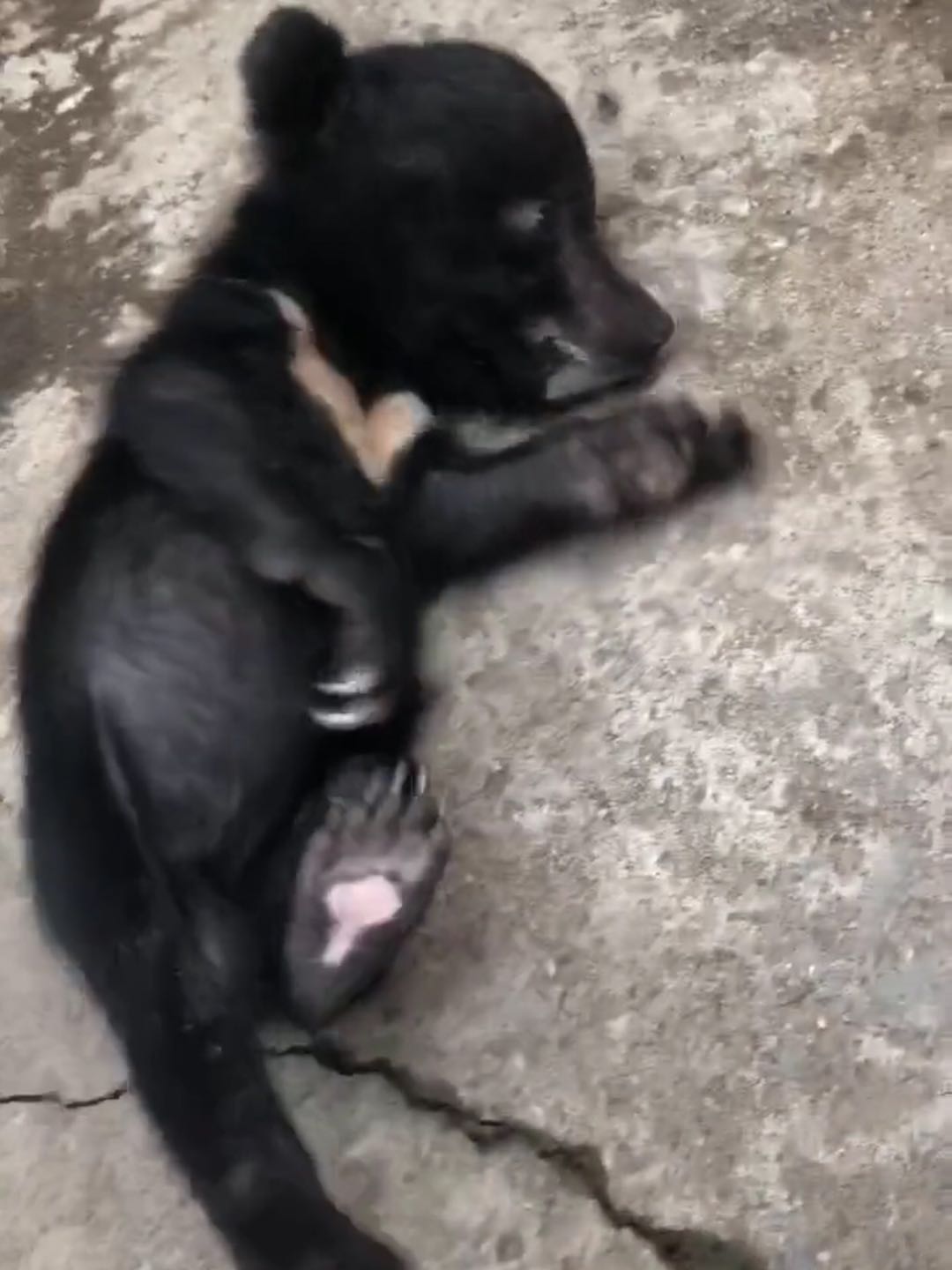 一男子把黑熊当宠物？