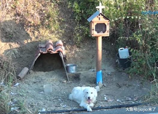 狗狗在路边神社等着它的主人回家，然而这一等就是18个月……