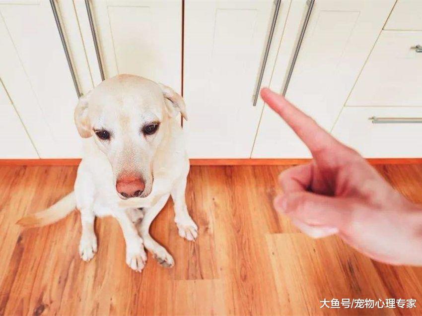 辟谣! 狗改不了吃粑粑? 先别急着打狗, 多半是它消化系统出了问题
